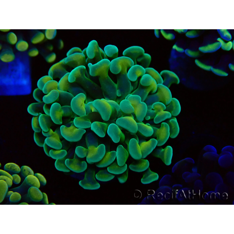 WYSIWYG Euphyllia paraancora (Maricultura aclimatada bajo LED) 4B4