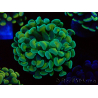 WYSIWYG Euphyllia paraancora (Maricultura aclimatada bajo LED) 4B4