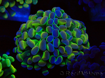 WYSIWYG Euphyllia paraancora (Mariculture acclimaté sous LED) 4B9