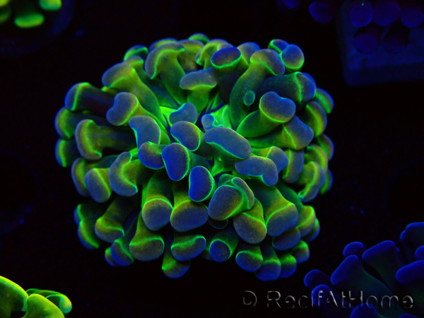 WYSIWYG Euphyllia paraancora (Maricoltura acclimatata sotto LED) 4B6