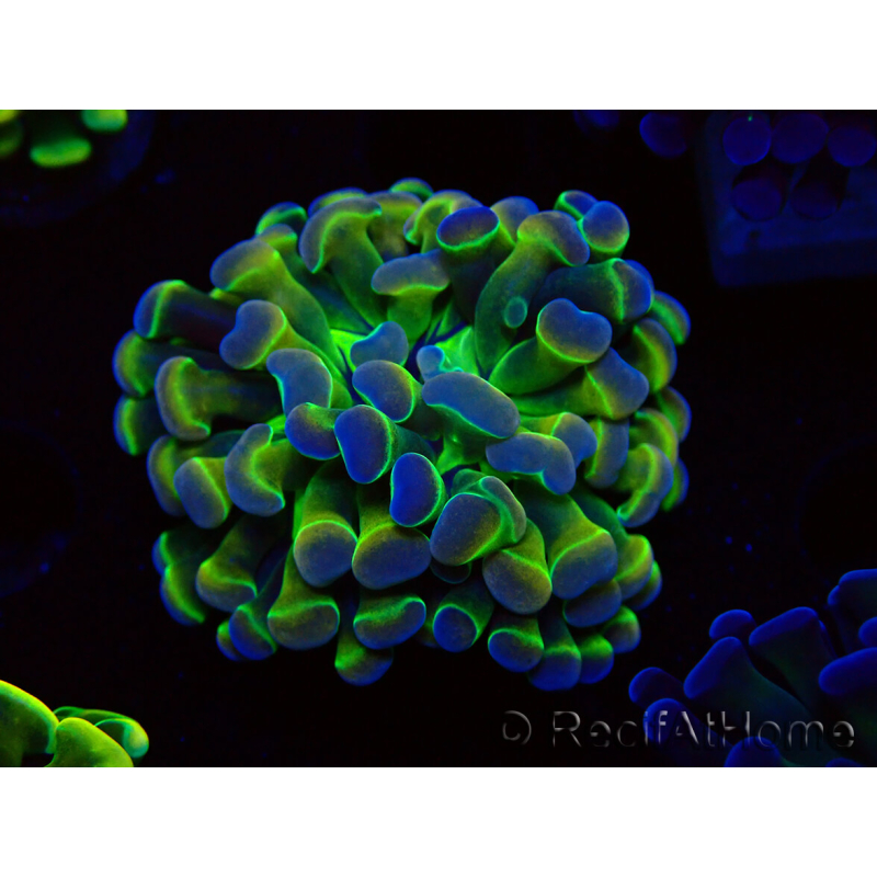 WYSIWYG Euphyllia paraancora (Mariculture acclimaté sous LED) 4B10