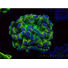 WYSIWYG Euphyllia paraancora (Mariculture acclimaté sous LED) 4B10