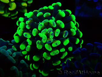WYSIWYG Euphyllia paraancora (Mariculture acclimated under LED) 4C1