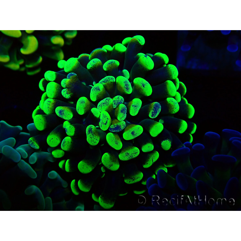WYSIWYG Euphyllia paraancora (Maricultura aclimatada bajo LED) 4C1