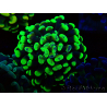 WYSIWYG Euphyllia paraancora (Maricultura acclimatata sotto LED) 4C1
