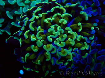WYSIWYG Euphyllia paraancora (Unter LED akklimatisierte Marikultur) 4C6