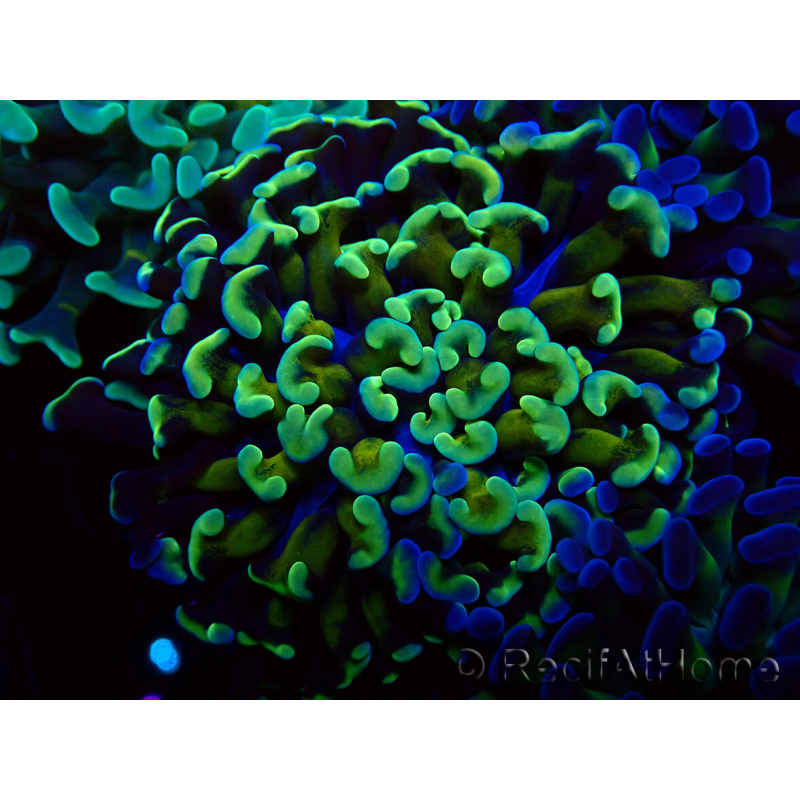 WYSIWYG Euphyllia paraancora (Maricultura aclimatada bajo LED) 4C6