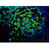 WYSIWYG Euphyllia paraancora (Unter LED akklimatisierte Marikultur) 4C6