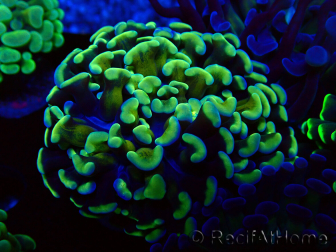WYSIWYG Euphyllia paraancora (Unter LED akklimatisierte Marikultur) 4C6