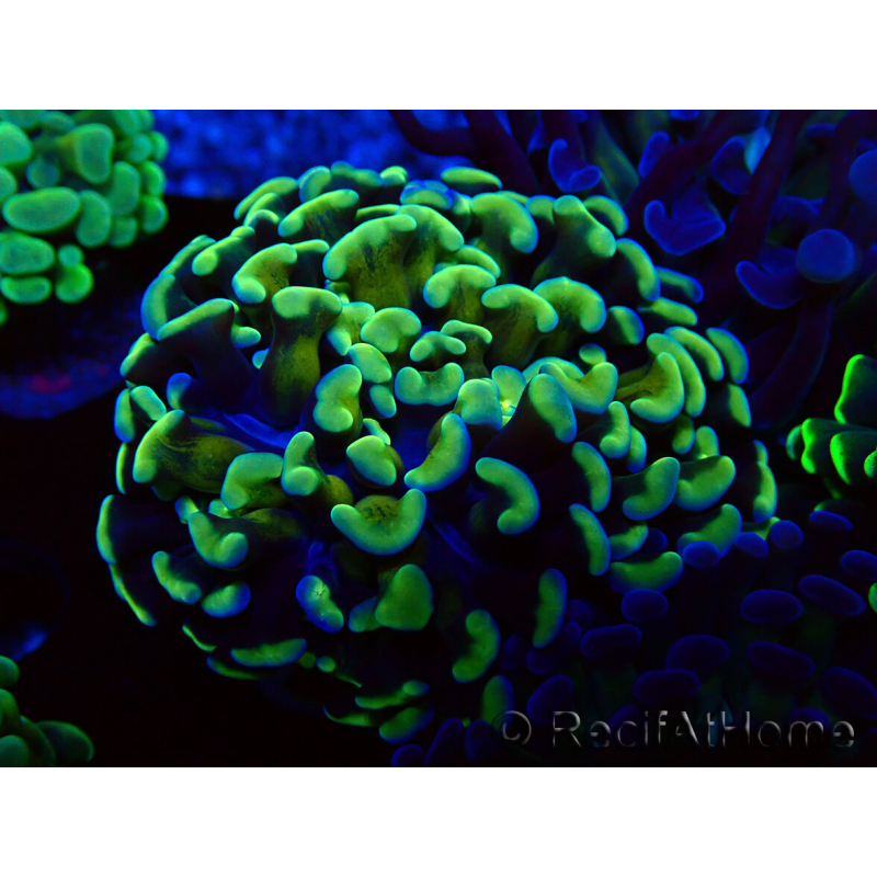 WYSIWYG Euphyllia paraancora (Maricultura aclimatada bajo LED) 4C6