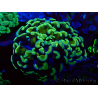WYSIWYG Euphyllia paraancora (Unter LED akklimatisierte Marikultur) 4C6