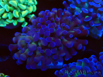 WYSIWYG Euphyllia paraancora (Mariculture acclimated under LED) 4C5