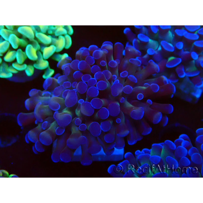 WYSIWYG Euphyllia paraancora (Mariculture acclimaté sous LED) 4C9