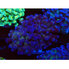 WYSIWYG Euphyllia paraancora (Mariculture acclimaté sous LED) 4C9