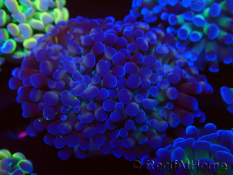 WYSIWYG Euphyllia paraancora (Mariculture acclimaté sous LED) 4C10