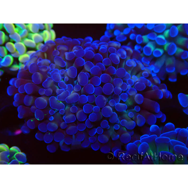 WYSIWYG Euphyllia paraancora (Unter LED akklimatisierte Marikultur) 4C6