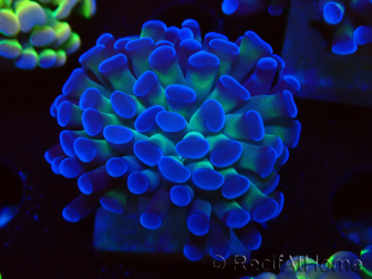 WYSIWYG Euphyllia paraancora (Mariculture acclimated under LED) 4D1