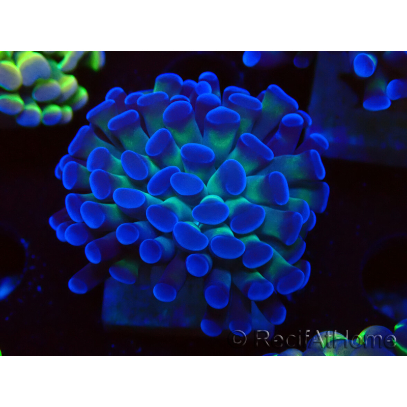 WYSIWYG Euphyllia paraancora (Mariculture acclimaté sous LED) 4D1