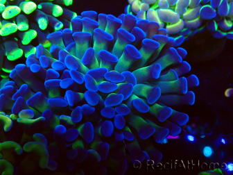 WYSIWYG Euphyllia paraancora (Maricultura aclimatada bajo LED) 4D2