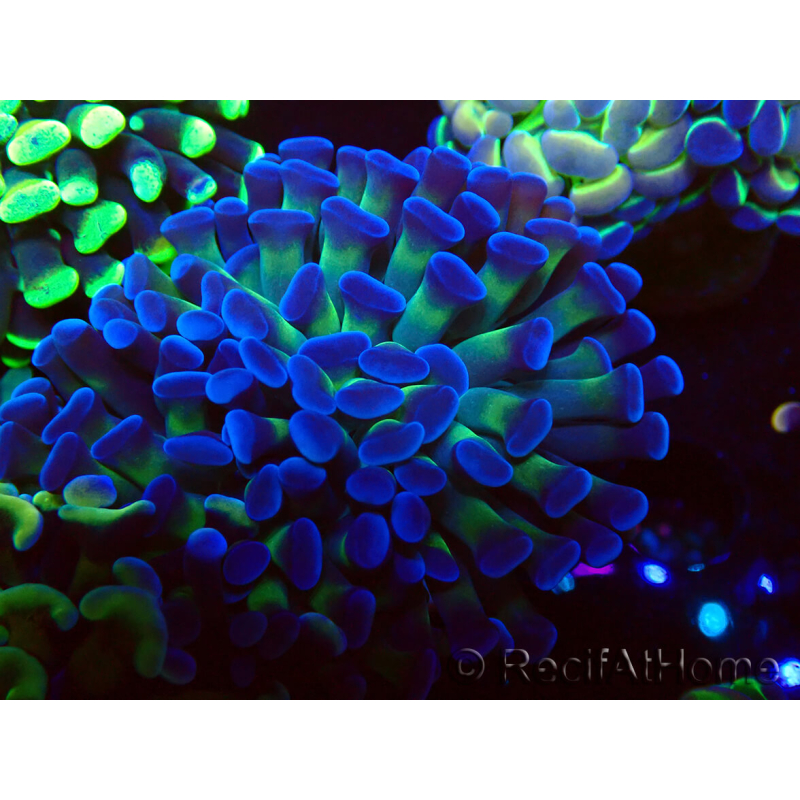 WYSIWYG Euphyllia paraancora (Mariculture acclimated under LED) 4D2