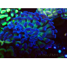 WYSIWYG Euphyllia paraancora (Mariculture acclimated under LED) 4D2
