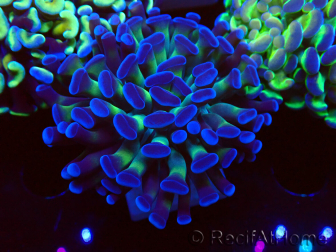 WYSIWYG Euphyllia paraancora (LED-acclimated mariculture) 4D4