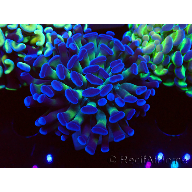 WYSIWYG Euphyllia paraancora (Mariculture acclimaté sous LED) 4D4