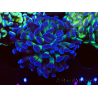 WYSIWYG Euphyllia paraancora (Mariculture acclimaté sous LED) 4D4