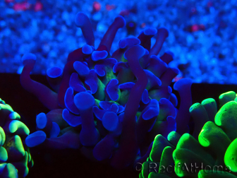 WYSIWYG Euphyllia paraancora (Mariculture acclimaté sous LED) 4D6
