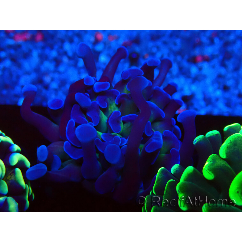 WYSIWYG Euphyllia paraancora (Mariculture acclimated under LED) 4D6
