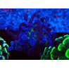WYSIWYG Euphyllia paraancora (Maricultura aclimatada bajo LED) 4D6