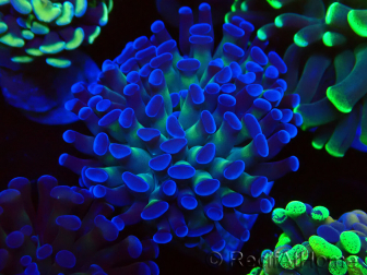WYSIWYG Euphyllia paraancora (Mariculture acclimaté sous LED) 4D8