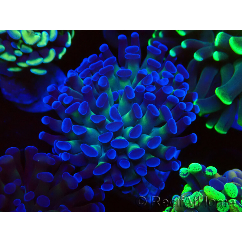 WYSIWYG Euphyllia paraancora (unter LED akklimatisierte Marikultur) 4D6