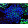 WYSIWYG Euphyllia paraancora (Mariculture acclimaté sous LED) 4D8