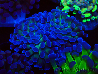 WYSIWYG Euphyllia paraancora (unter LED akklimatisierte Marikultur) 4D5