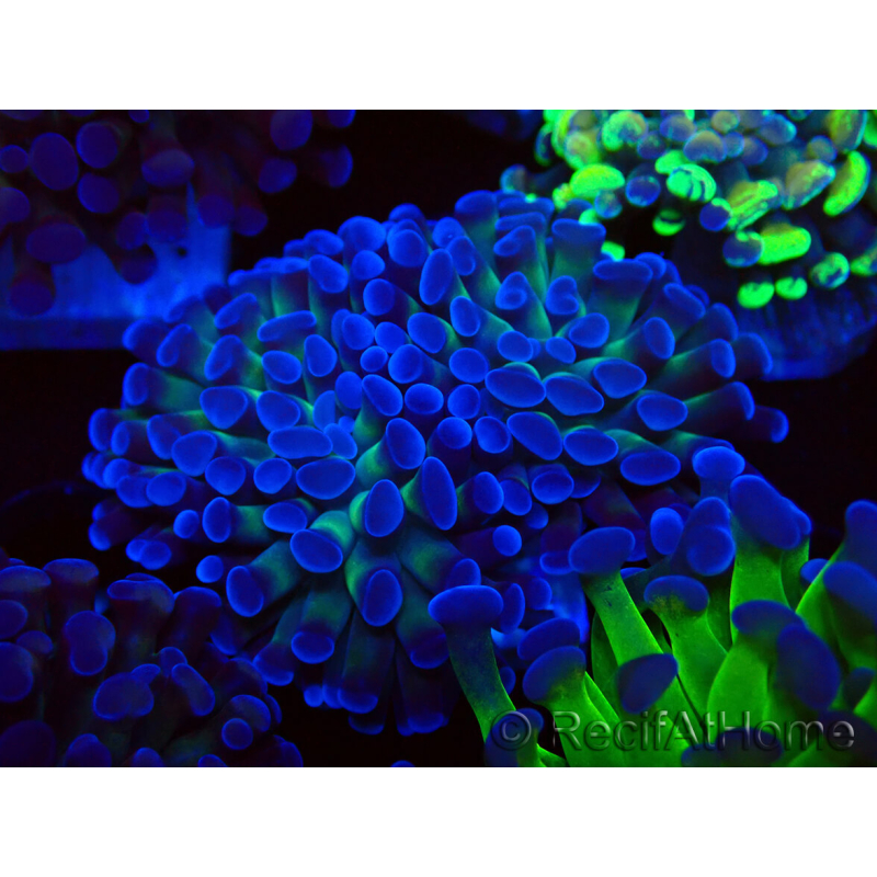 WYSIWYG Euphyllia paraancora (Mariculture acclimated under LED) 4D5