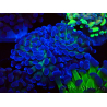 WYSIWYG Euphyllia paraancora (Mariculture acclimaté sous LED) 4D5