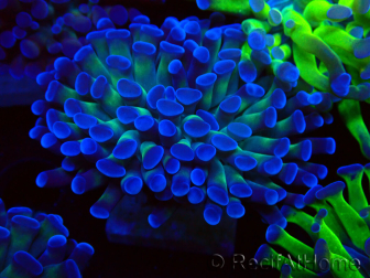 WYSIWYG Euphyllia paraancora (Mariculture acclimaté sous LED) 4D10
