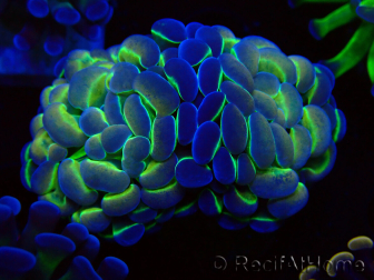 WYSIWYG Euphyllia paraancora (Mariculture acclimated under LED) 4E1