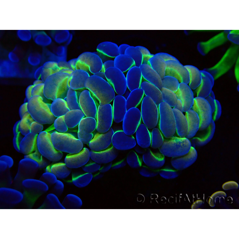 WYSIWYG Euphyllia paraancora (unter LED akklimatisierte Marikultur) 4E1