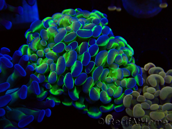 WYSIWYG Euphyllia paraancora (Mariculture acclimated under LED) 4E4