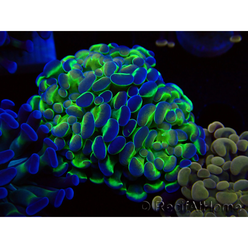 WYSIWYG Euphyllia paraancora (Maricultura aclimatada bajo LED) 4E4