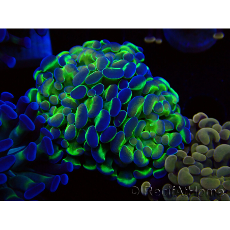 WYSIWYG Euphyllia paraancora (Mariculture acclimaté sous LED) 4E4