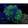 WYSIWYG Euphyllia paraancora (Mariculture acclimaté sous LED) 4E4