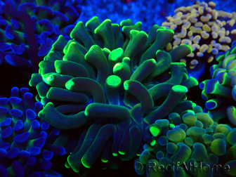 WYSIWYG Euphyllia paraancora (Mariculture acclimaté sous LED) 4E8