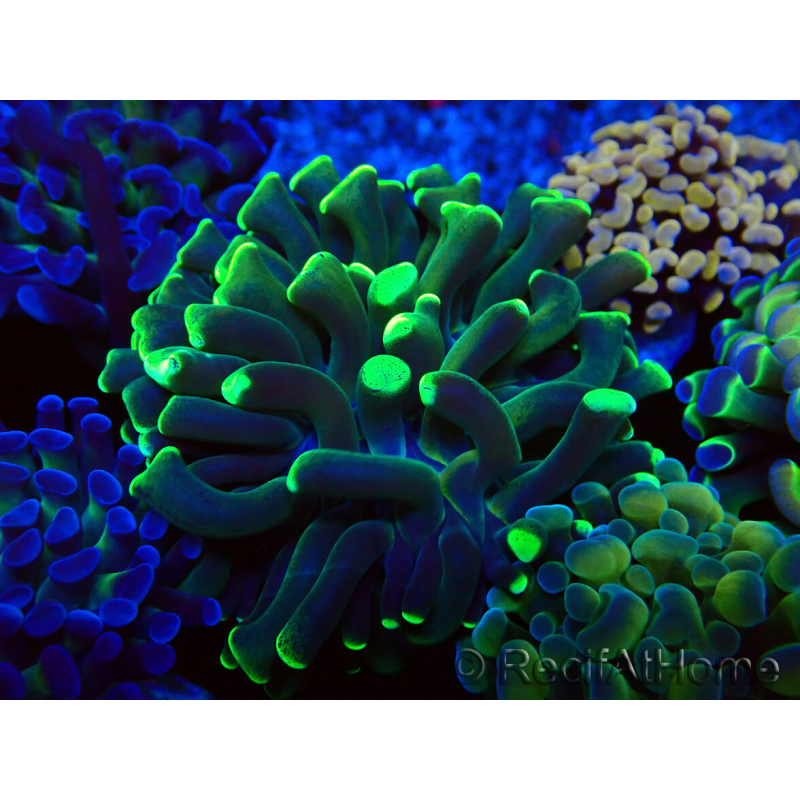 WYSIWYG Euphyllia paraancora (Maricultura aclimatada bajo LED) 4E6