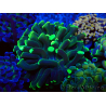 WYSIWYG Euphyllia paraancora (Mariculture acclimaté sous LED) 4E8