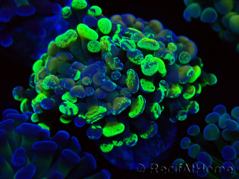 WYSIWYG Euphyllia paraancora (Mariculture acclimaté sous LED) 4E9