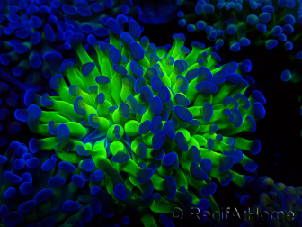 WYSIWYG Euphyllia paraancora(Mariculture acclimaté sous LED) 4E10