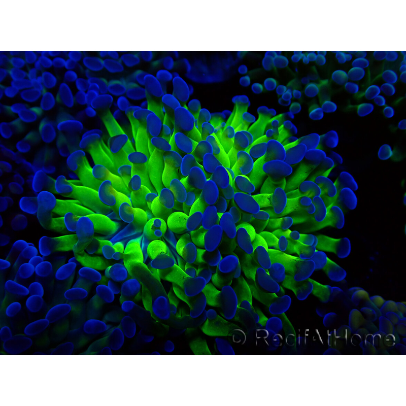 WYSIWYG Euphyllia paraancora(Mariculture acclimaté sous LED) 4E10